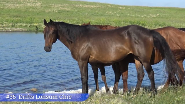 Lot #36 - Drifts Lonsum Chic