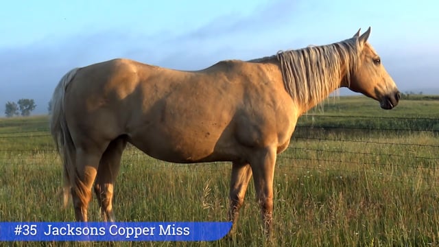 Lot #35 - Jacksons Copper Miss