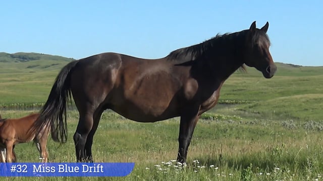 Lot #32 - Miss Blue Drift