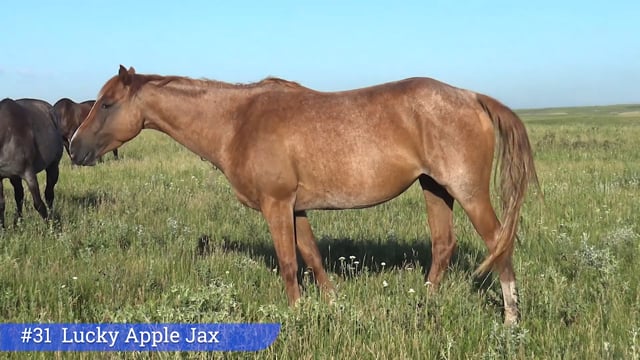 Lot #31 - Lucky Apple Jax
