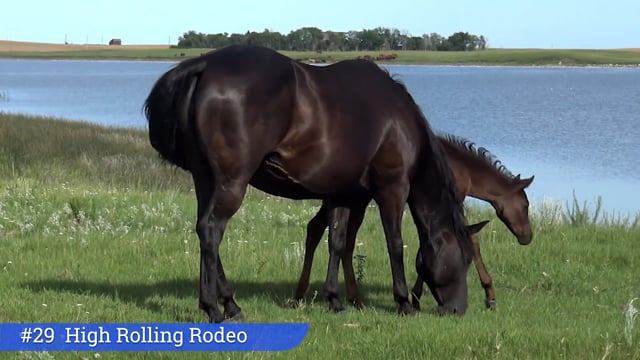 Lot #29 - High Rolling Rodeo