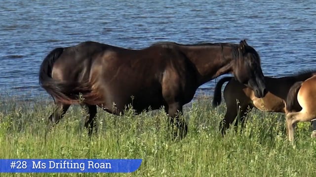 Lot #28 - Ms Drifting Roan