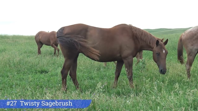 Lot #27 - Twisty Sagebrush