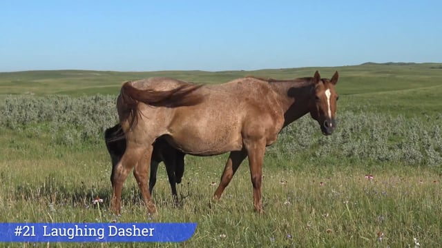 Lot #21 - Laughing Dasher