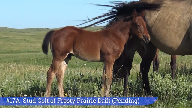 Lot #17A - Filly of Frosty Prairie Drift