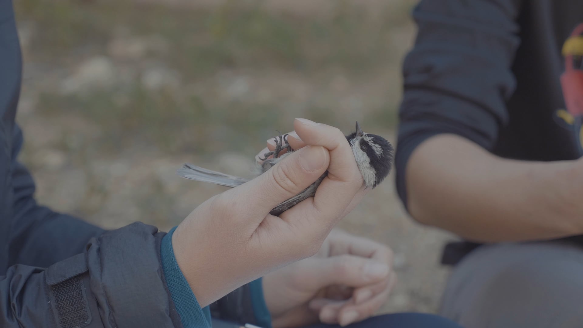 Chickadee Research Trailer