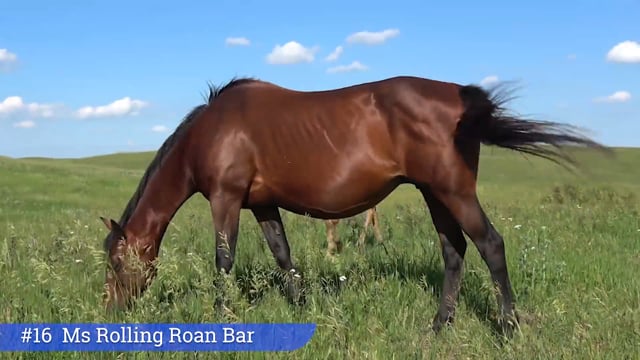 Lot #16 - Ms Rolling Roan Bar