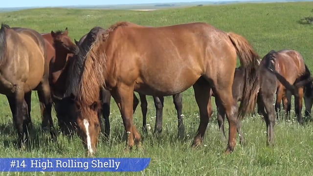 Lot #14 - High Rolling Shelly