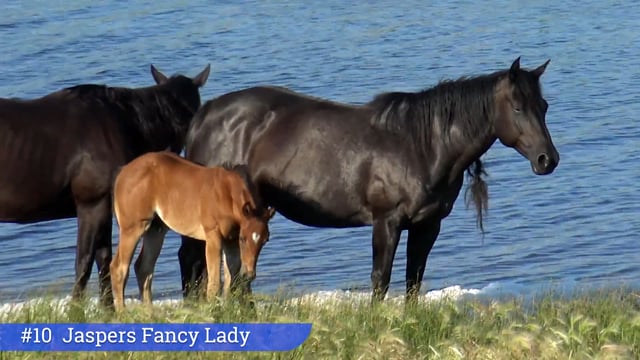 Lot #10 - Jaspers Fancy Lady