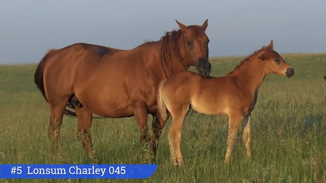 Lot #5 - Lonsum Charley 045