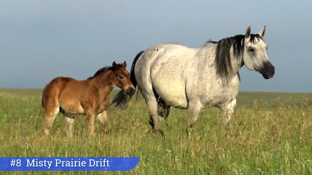 Lot #8 - Misty Prairie Drift