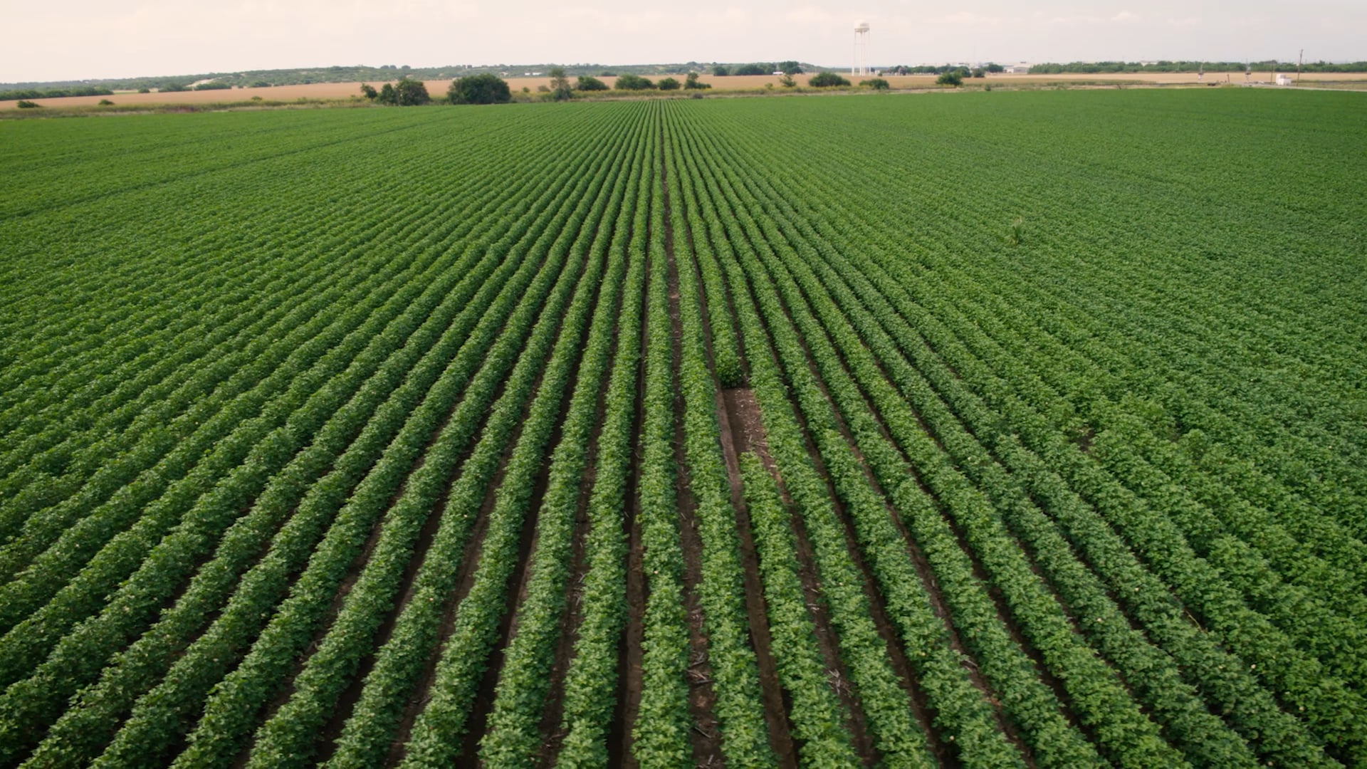 Medina Agriculture Products: Company Overview