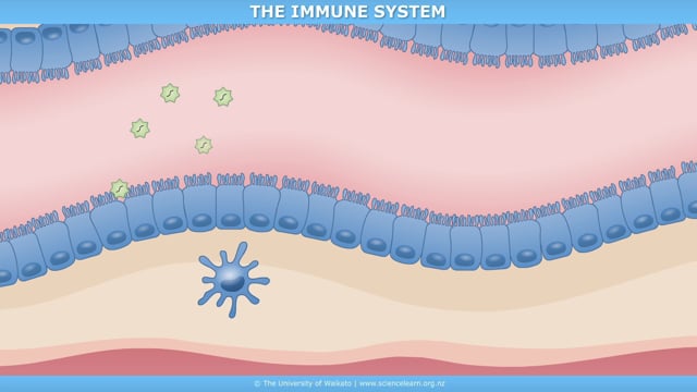 Virus immune response — Science Learning Hub