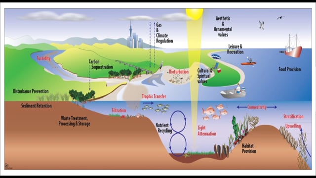 The hidden marine infrastructure — Science Learning Hub