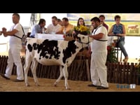 Terneras de 6 a 9 meses