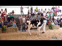 Terneras de 10 a 12 meses