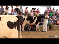 Terneras de 13 a 15 meses