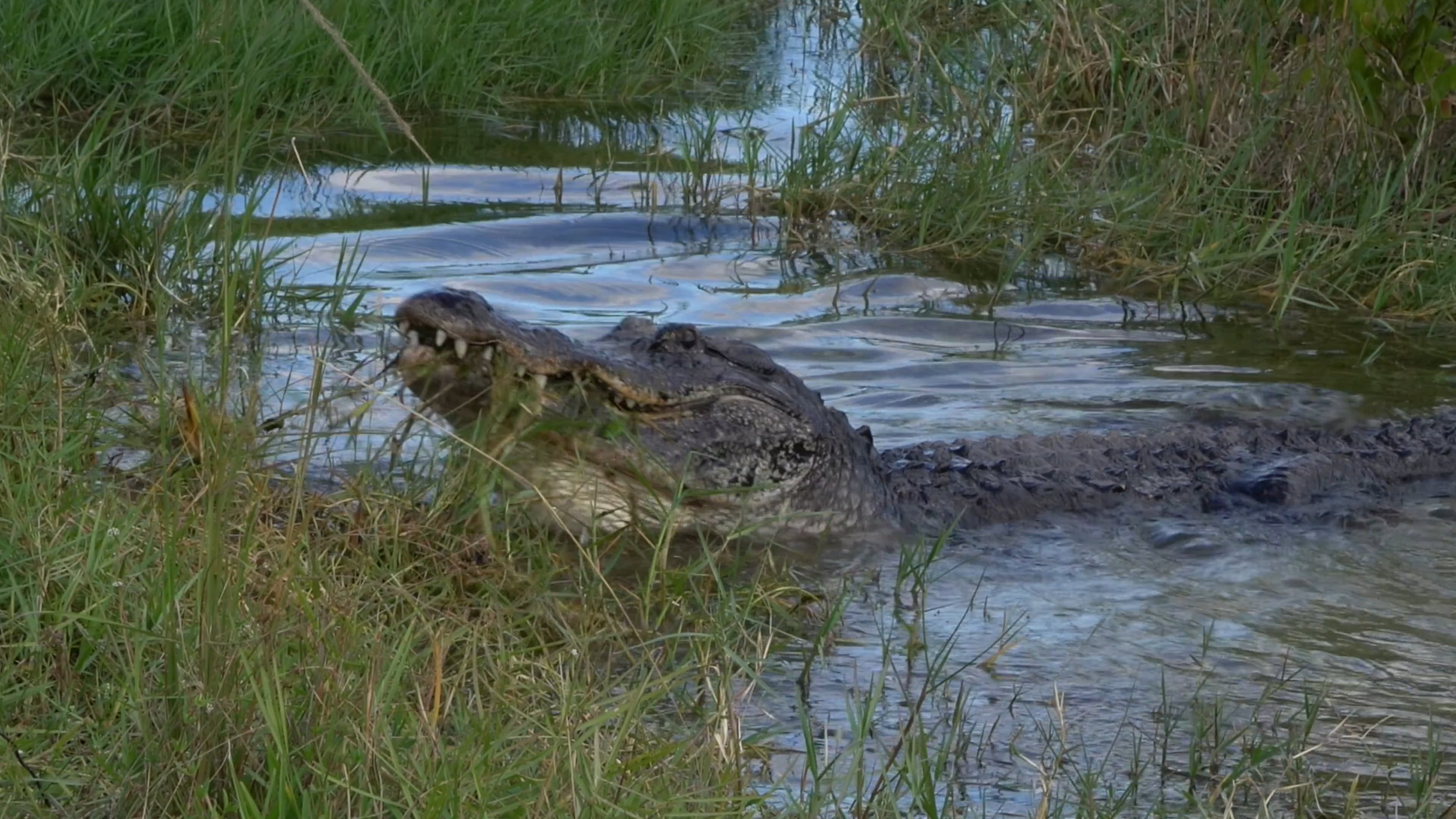 Best of Everglades National Parks