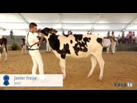 Novillas de 16 a 18 meses