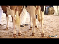 Novillas de 19 a 22 meses