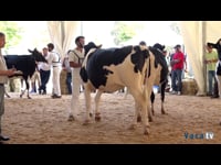 Novillas de 23 a 27 meses