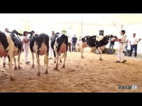 Vacas hasta 30 meses