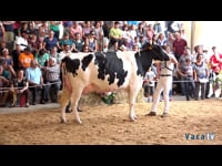 Vacas de 3 a 4 años