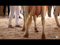 Vacas de 4 a 5 años