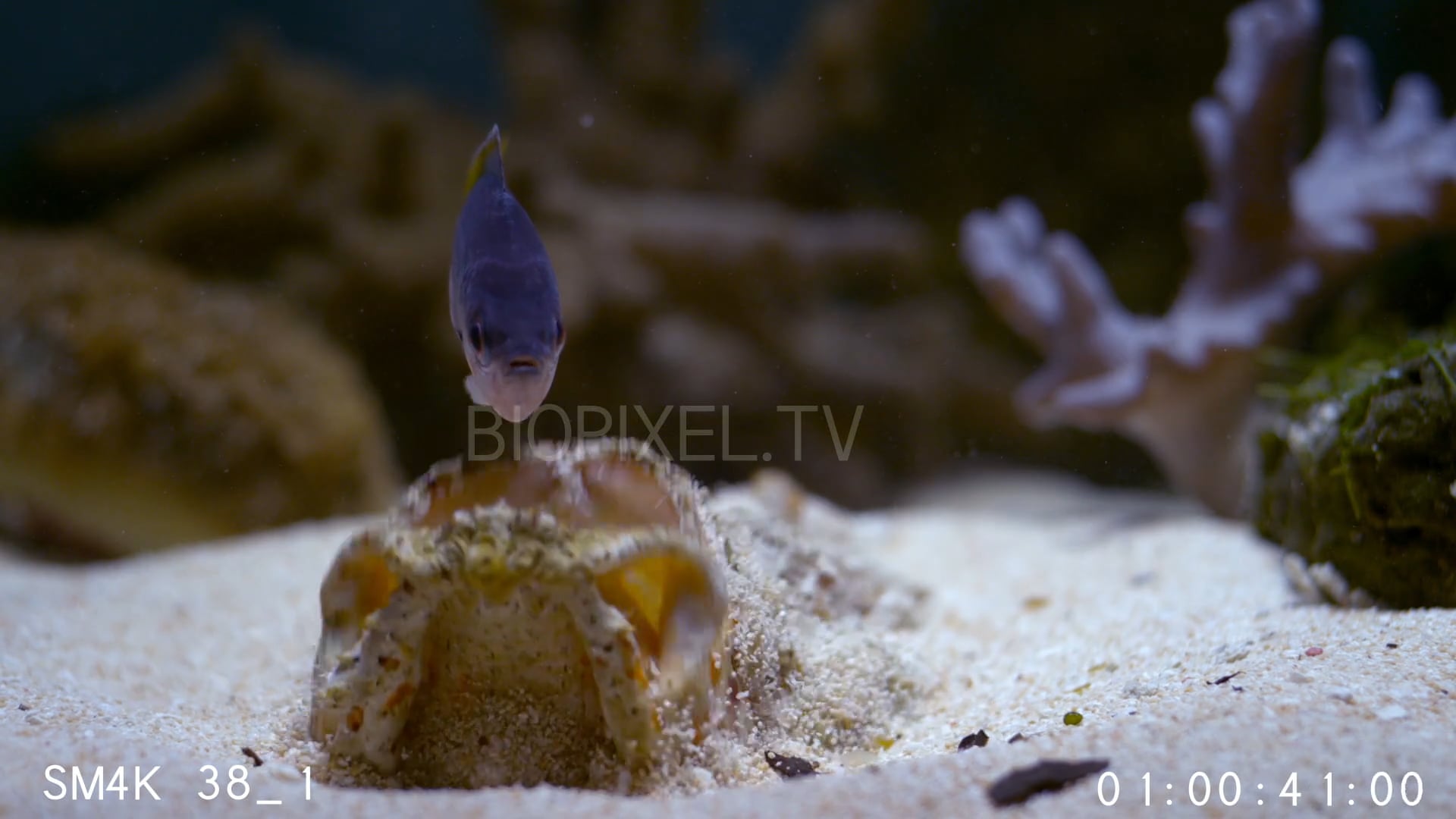 Fish Venomous - Stonefish 4K EDIT on Vimeo