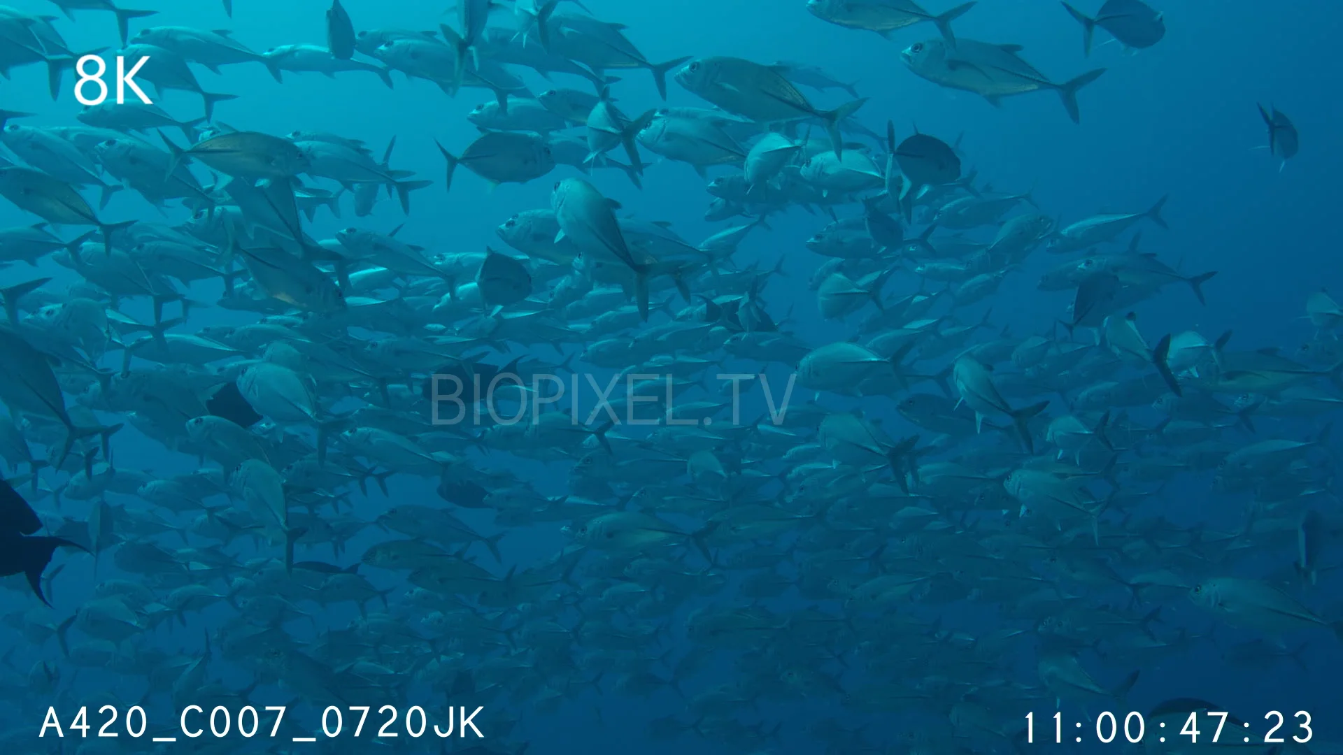 coral-reefs-bigeye-trevally-school-8k-on-vimeo