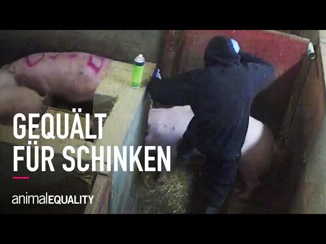 Gequält für Schinken – Extreme Tierquälerei in britischem Schweinebetrieb