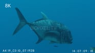 4K Fish Symbiosis Giant Trevally With Cleaner Wrasse 8K On Vimeo