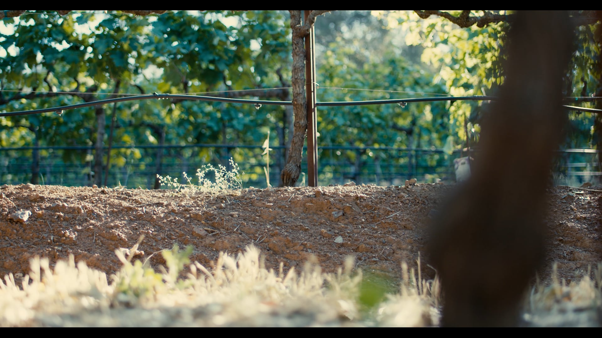 GREEN AND RED WINE PROMO