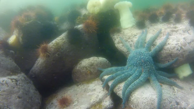 Organic matter, bacteria doom sea stars to oxygen depletion