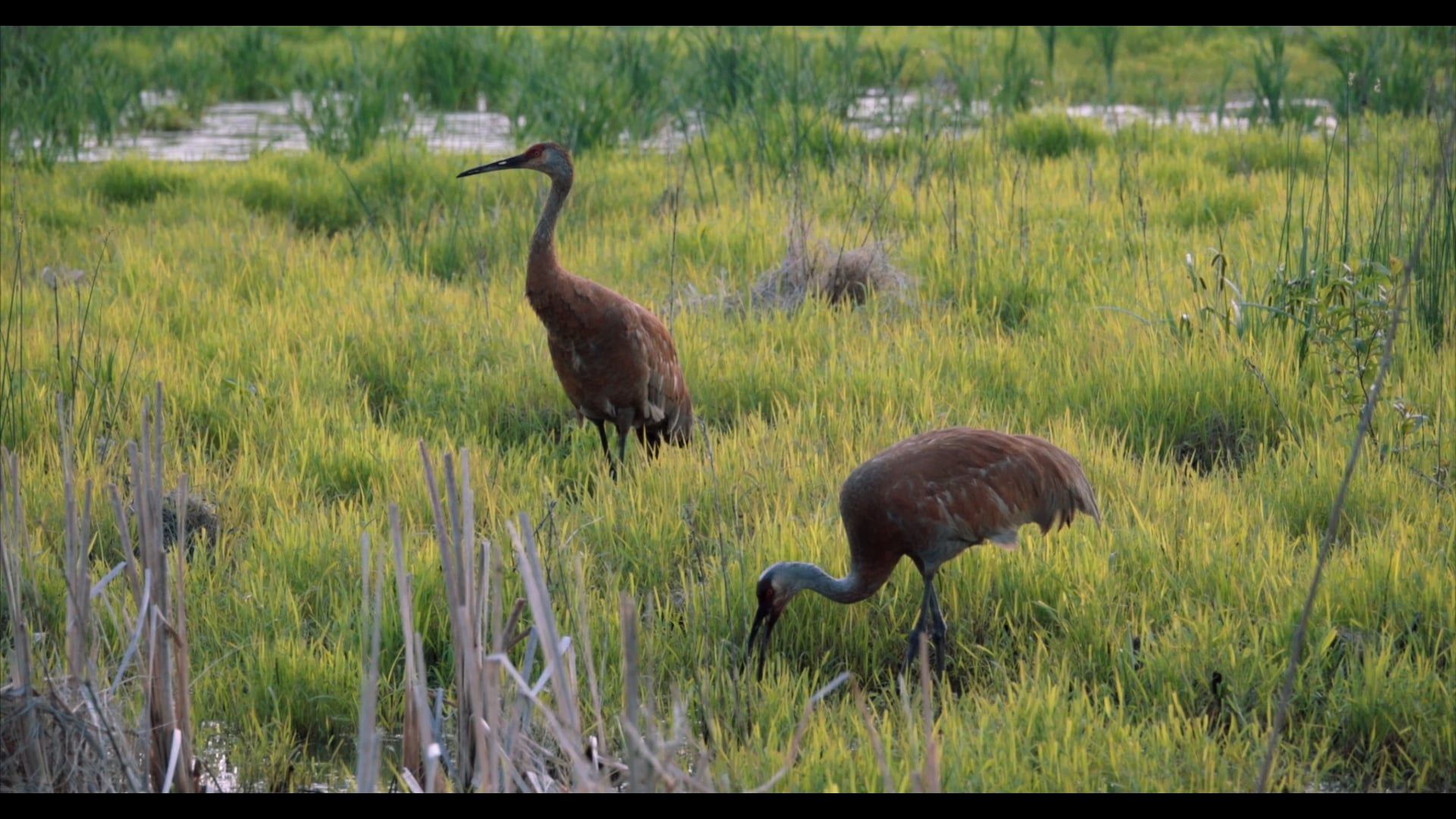 Sandhill Crane Pair