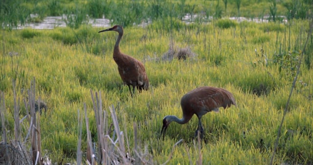 Sandhill Crane Pair