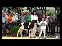 Terneras hasta 7 meses