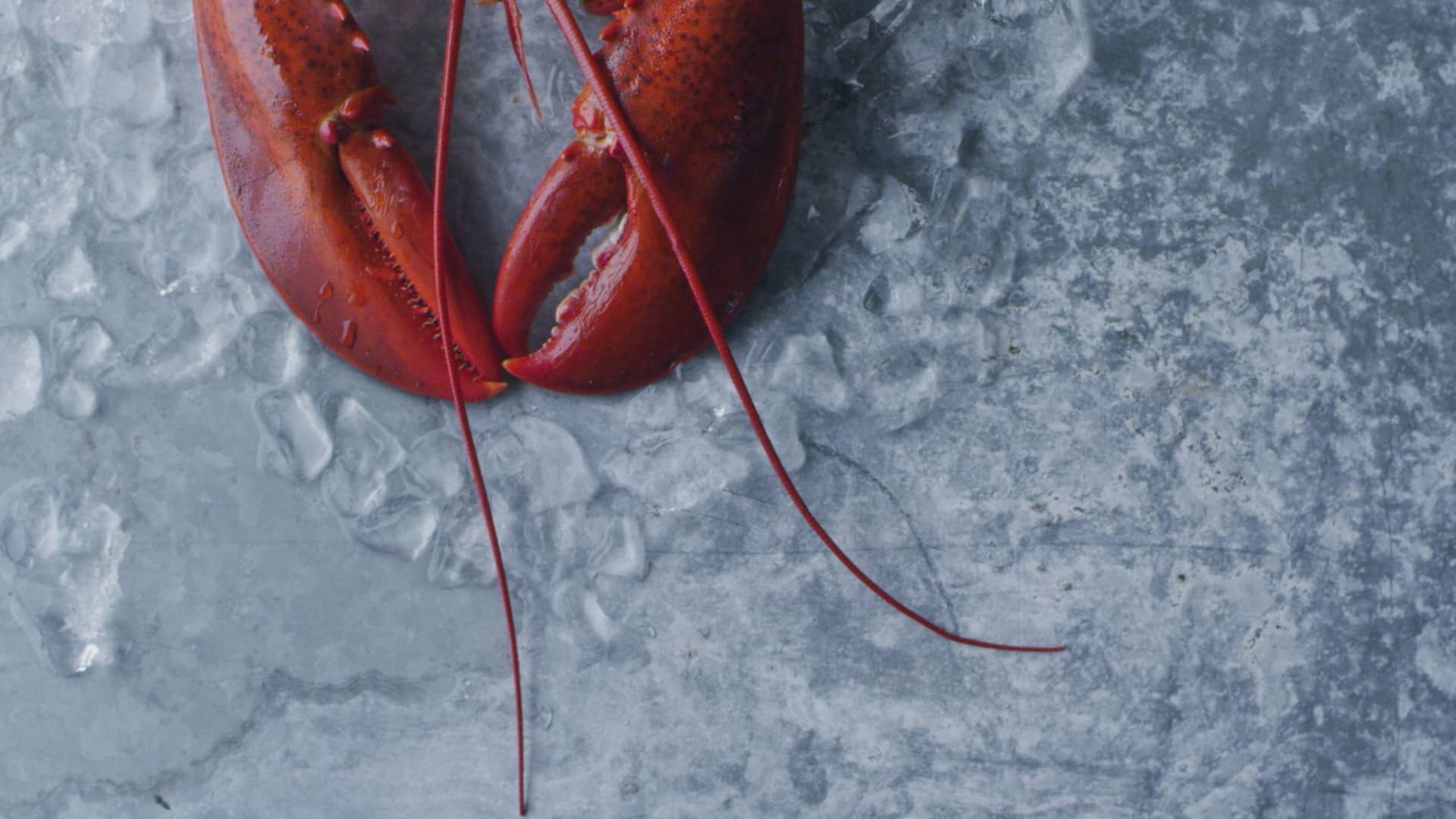 MacGuffin Films Tabletop Director Marie Constantinesco Red Lobster