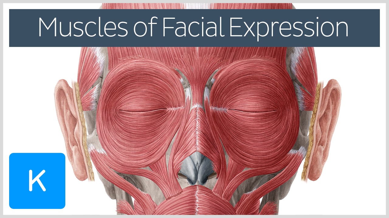 orbicularis oris innervation