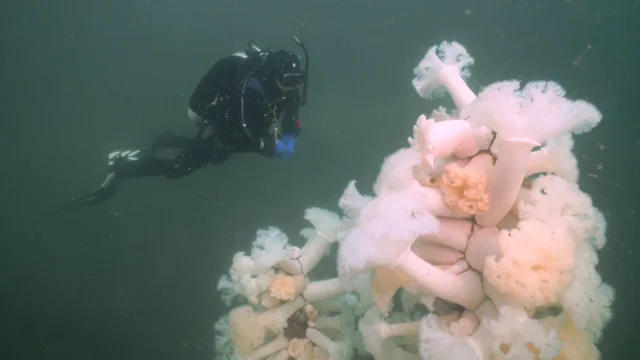 Scuba Diving Seattle: Puget Sound