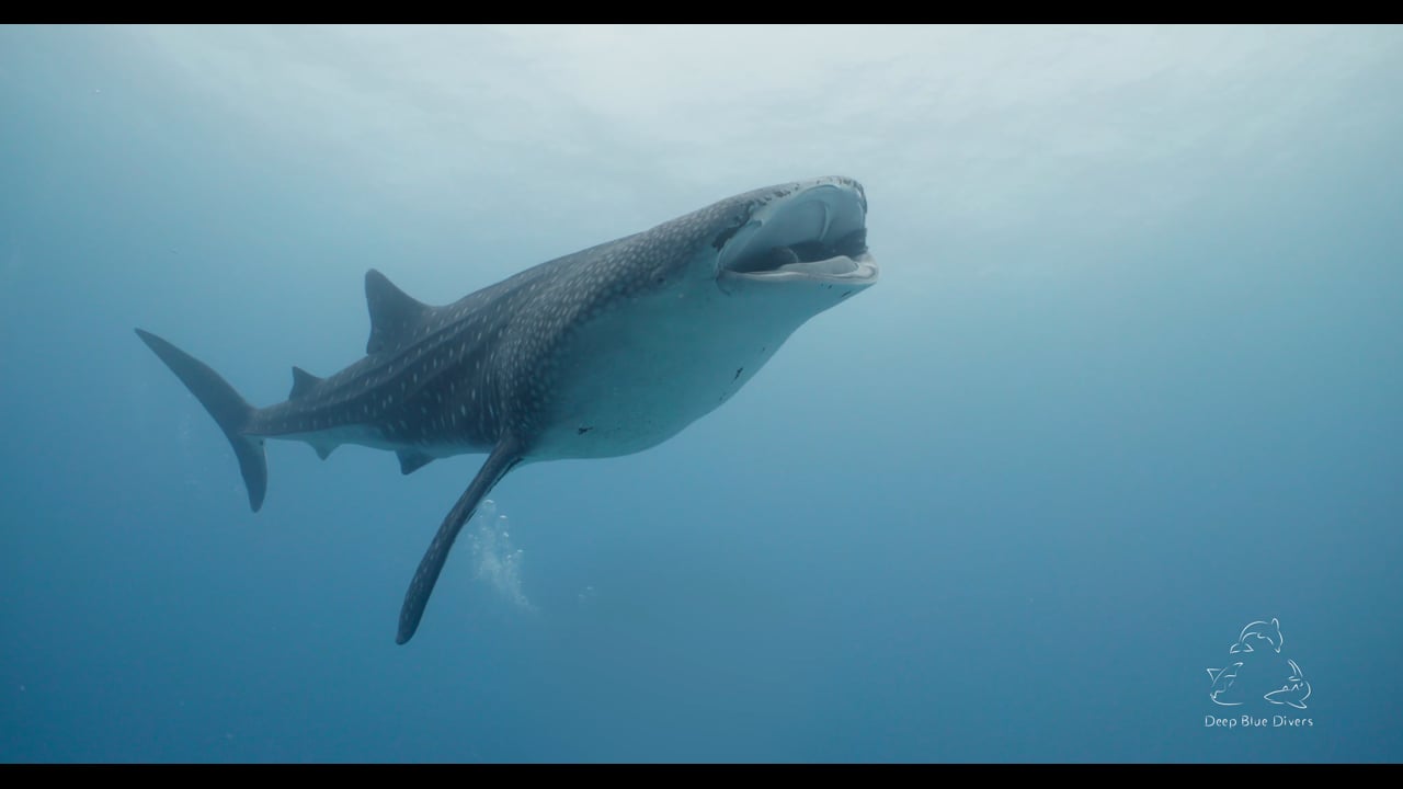 Deep Blue Divers | July Highlights 2018