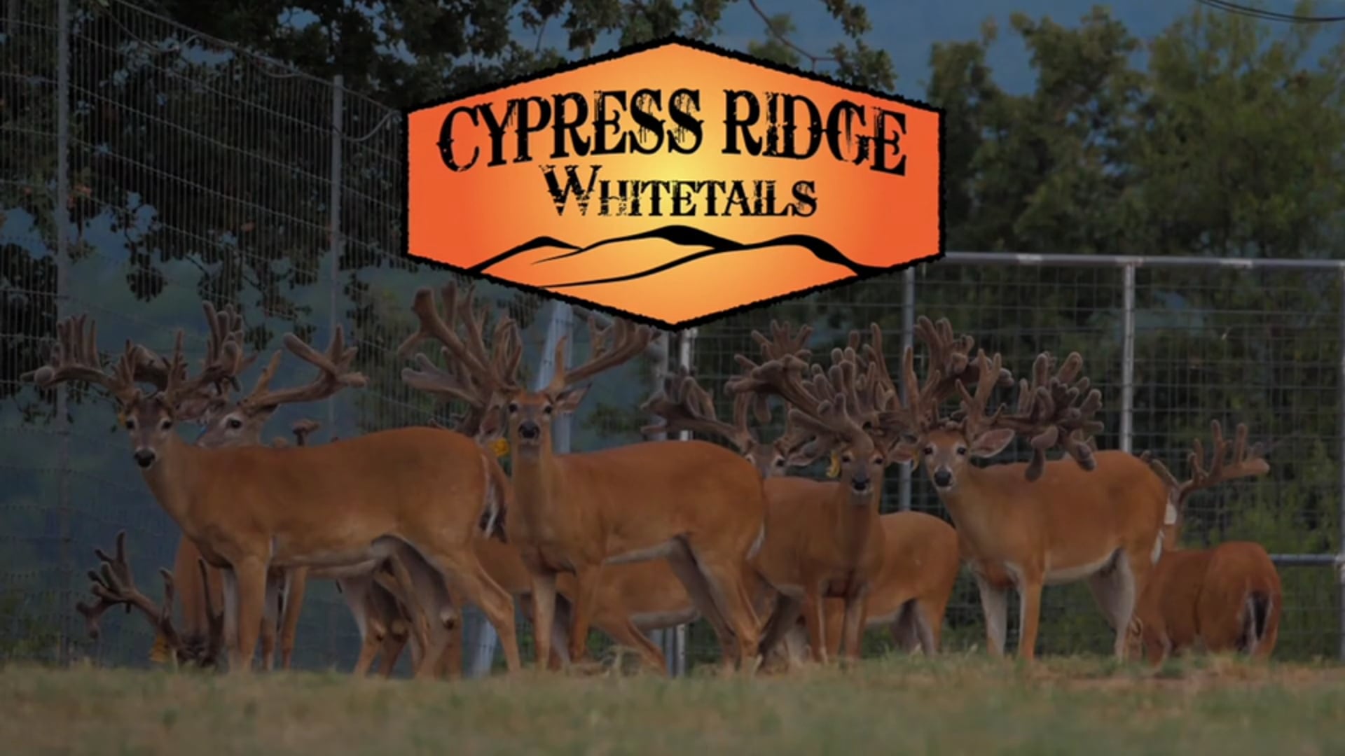 Cypress Ridge Whitetails