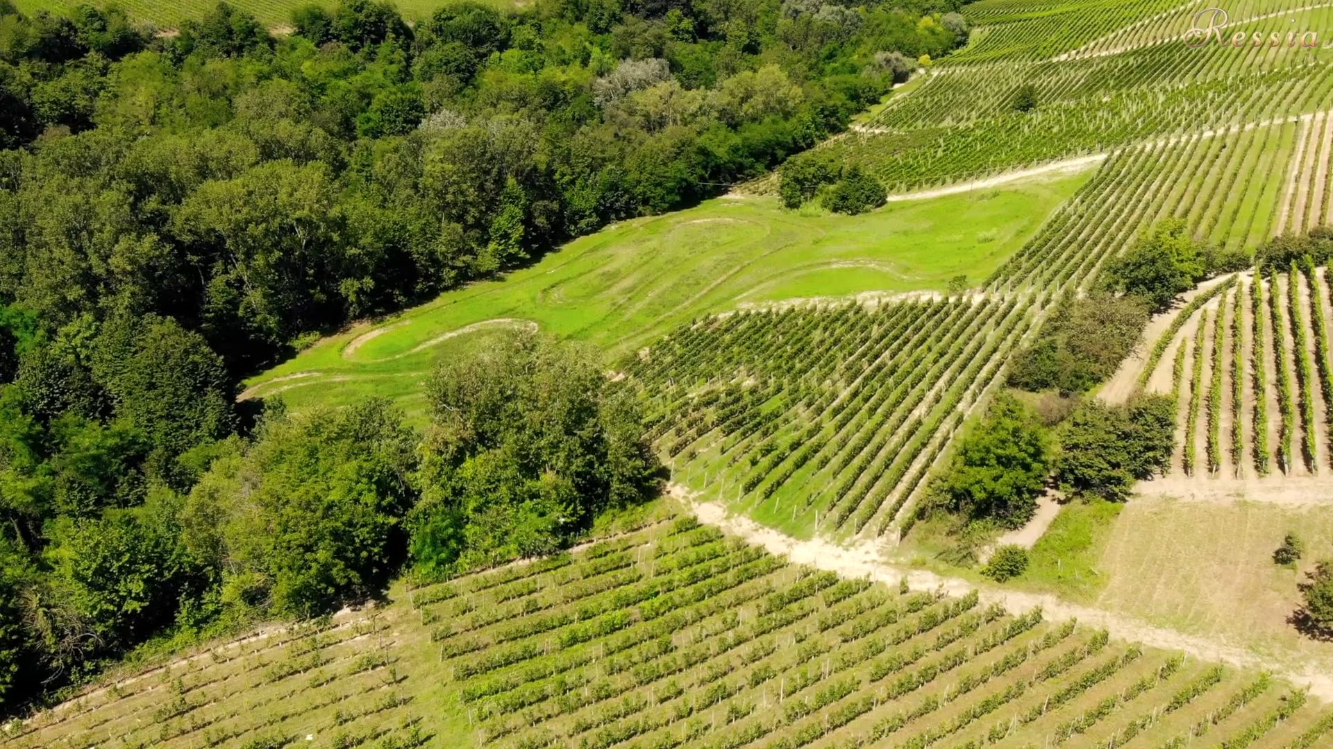 Ressia, VdP Dall'Alto Canova Barbera dAlba