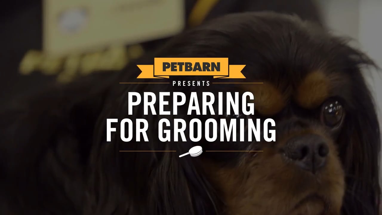 Petbarn Presents: Preparing your puppy for grooming