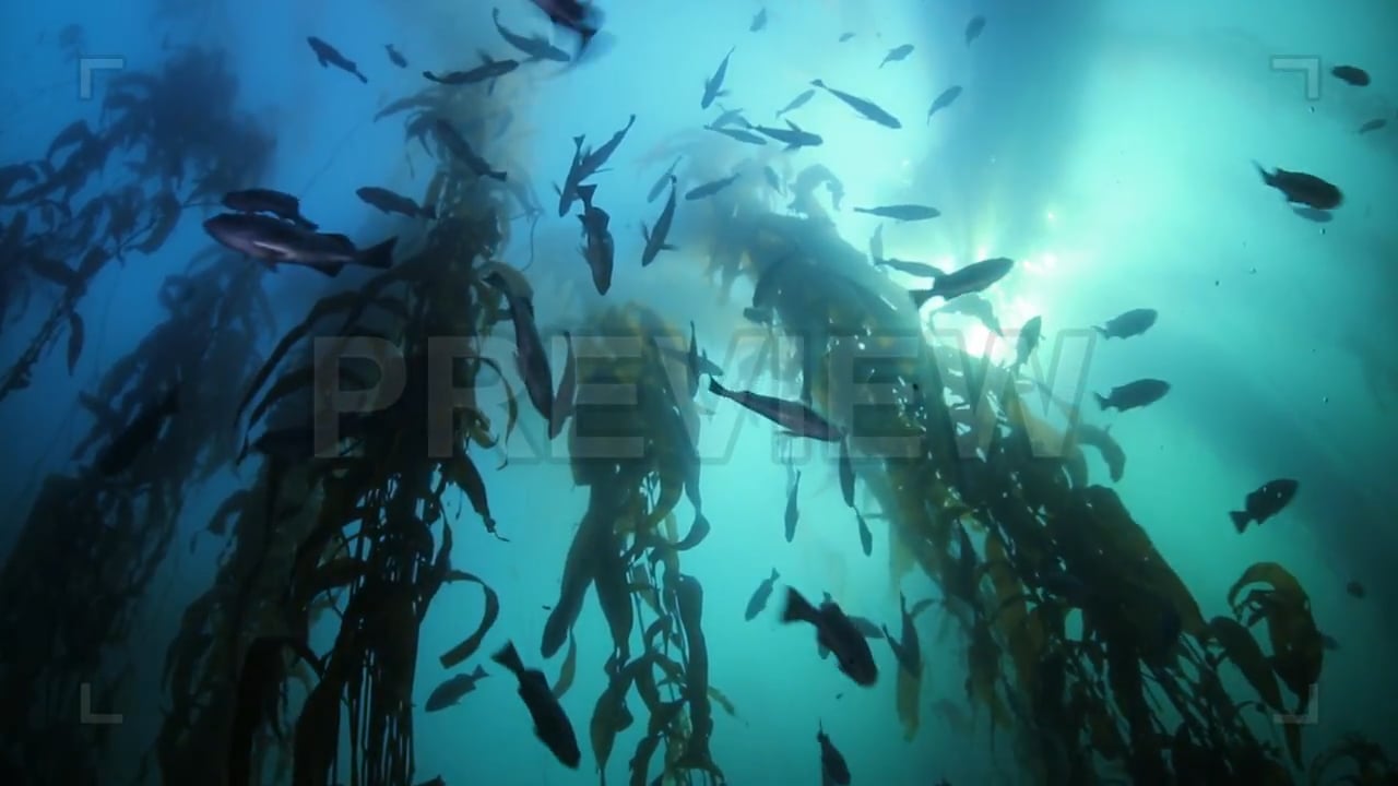 Kelp Forest With Rockfish Stock Video on Vimeo