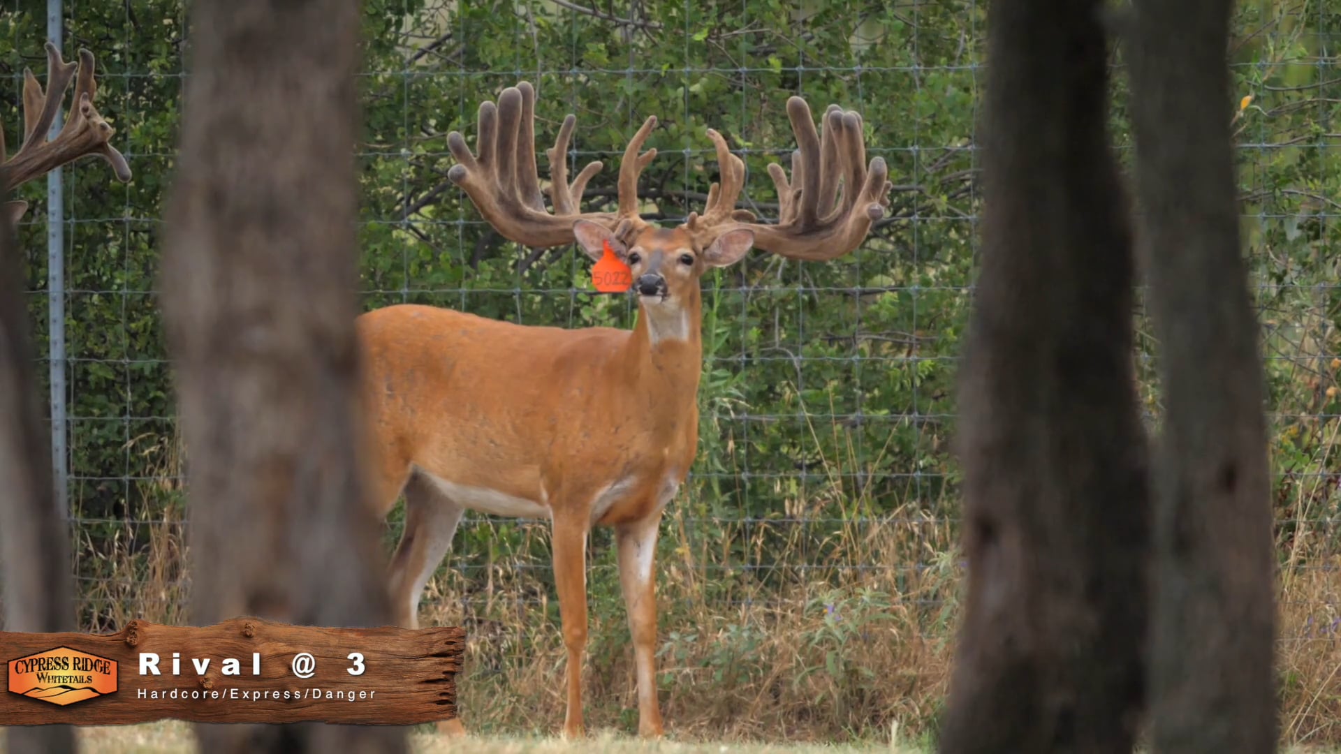 Cypress Ridge Whitetails - Rival @ 3