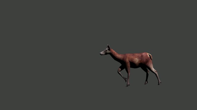 Deer Animation Test