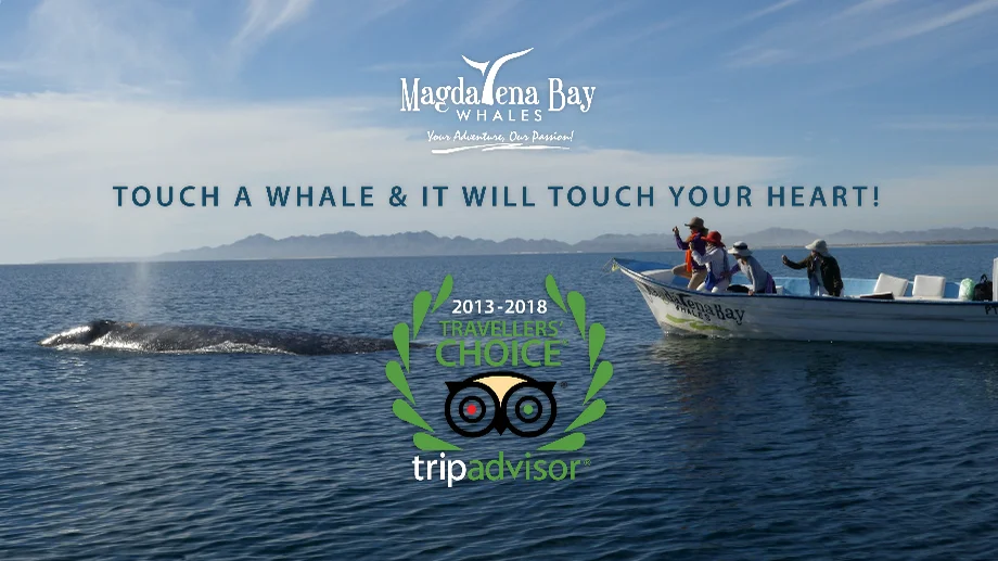 Touch a whale & it will touch your heart! on Vimeo