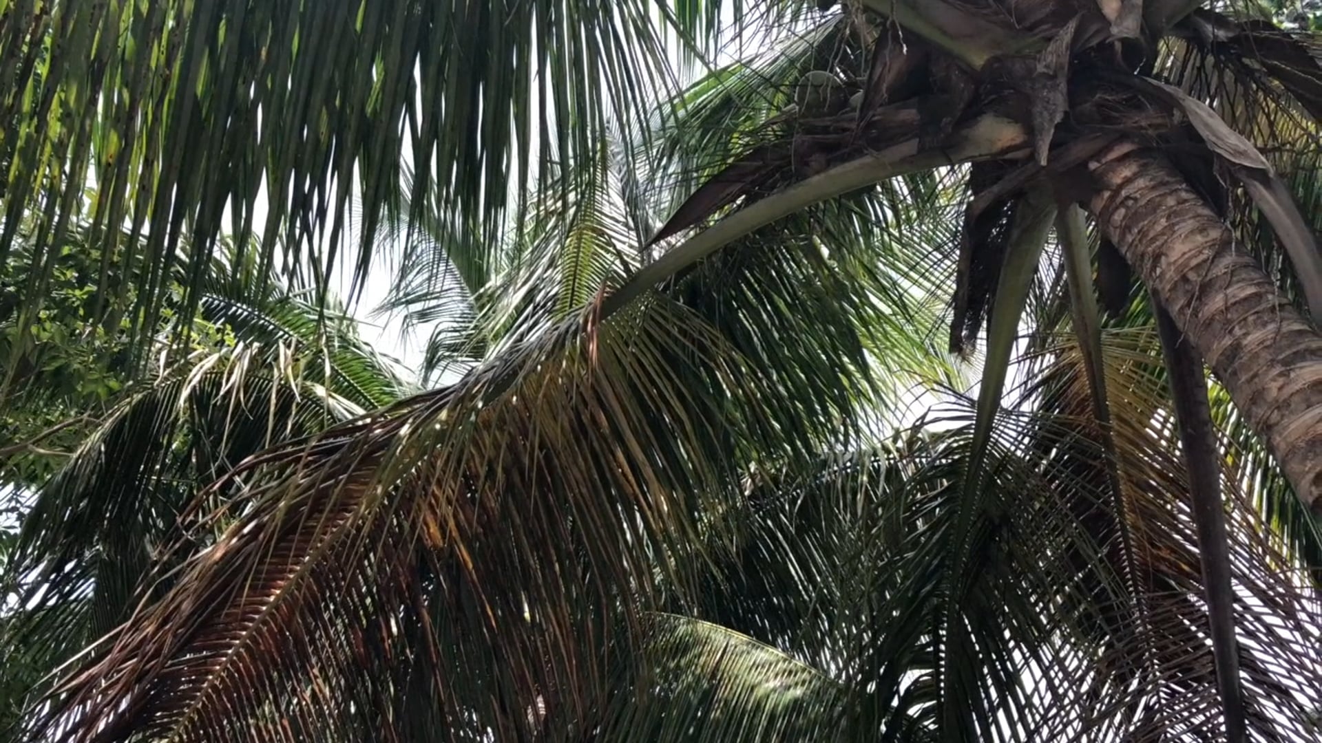 Jacmel, Haiti | 2018 Mission