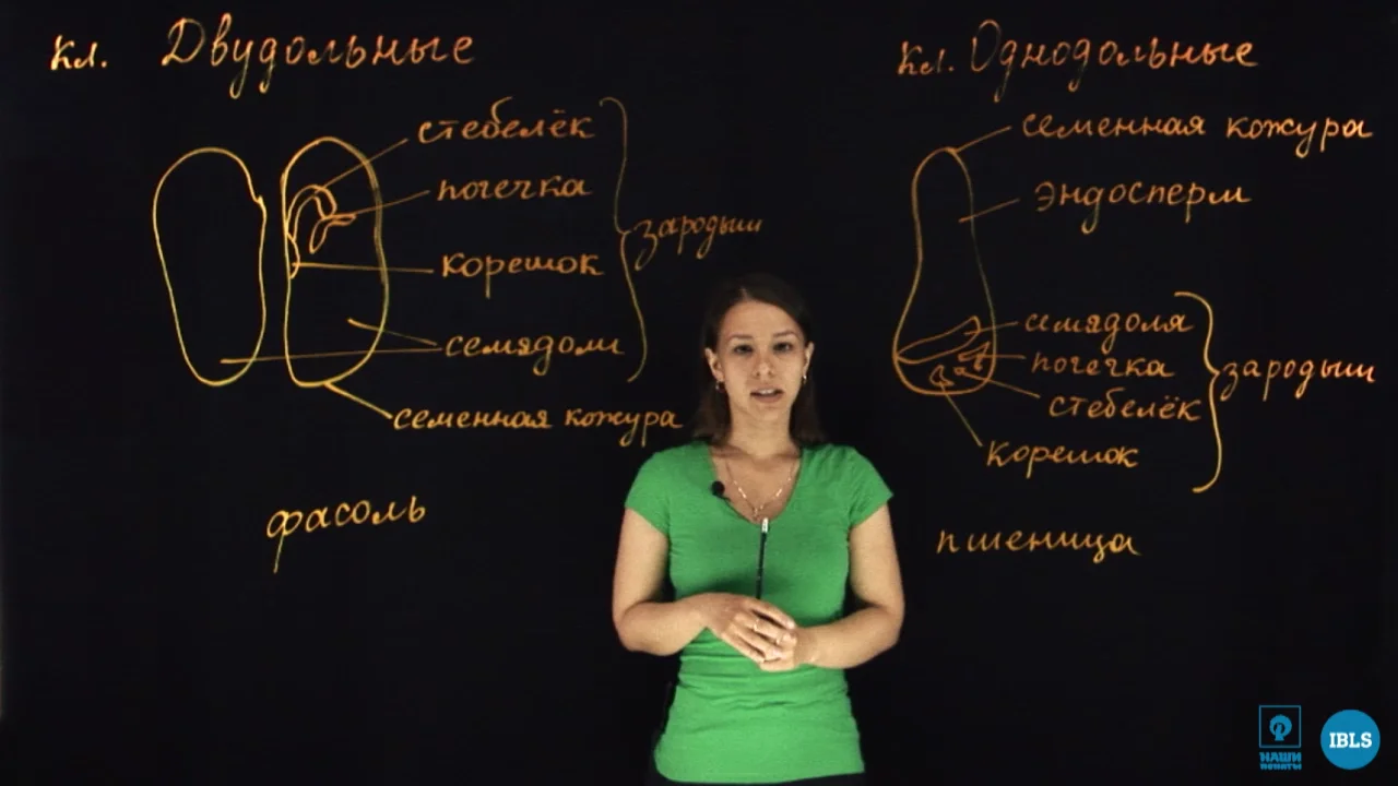 васильевский лицей. Ibls наши пенаты. Ibls наши пенаты. иблс школа. Ibls образовательная платформа.